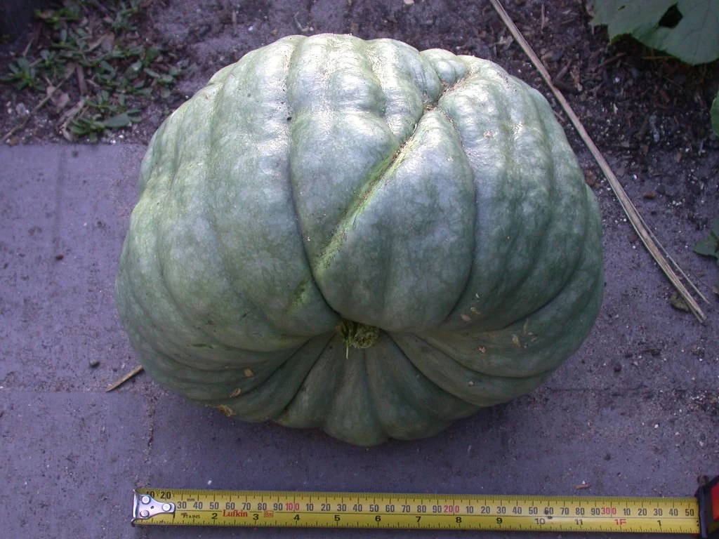 Queensland Blue Winter Squash
