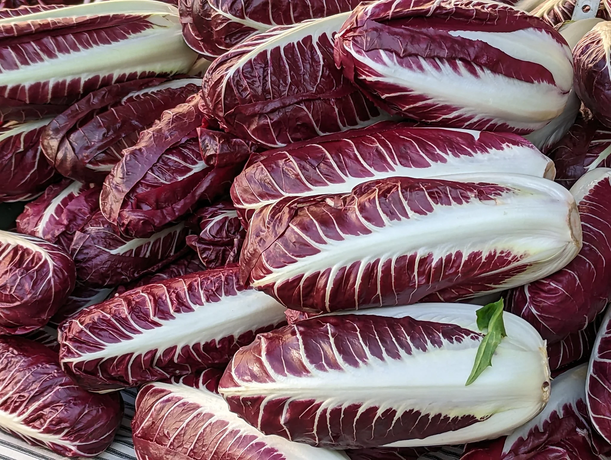 Radicchio
