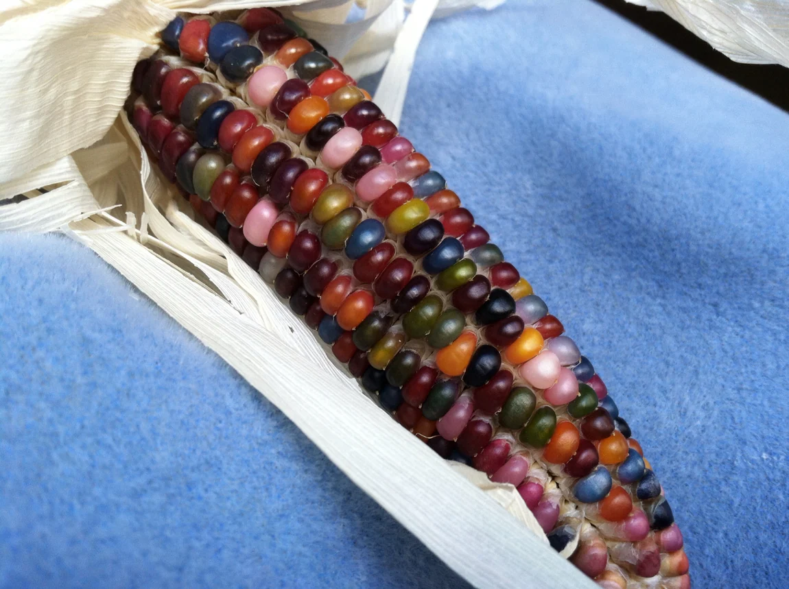 Rainbow Corn