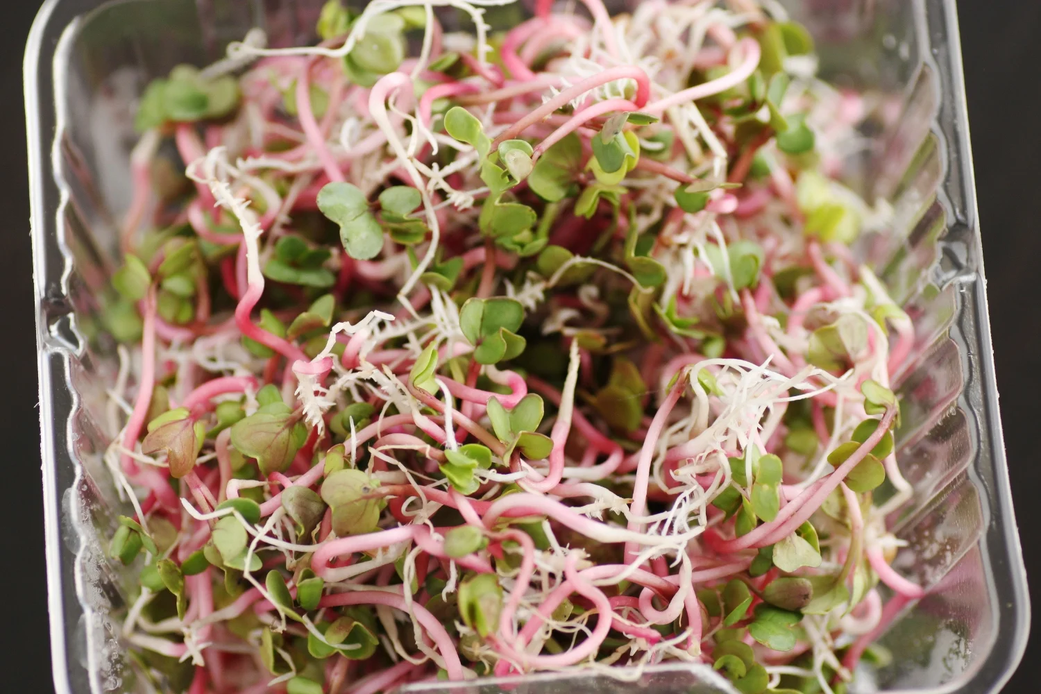 Rambo Radish Microgreens