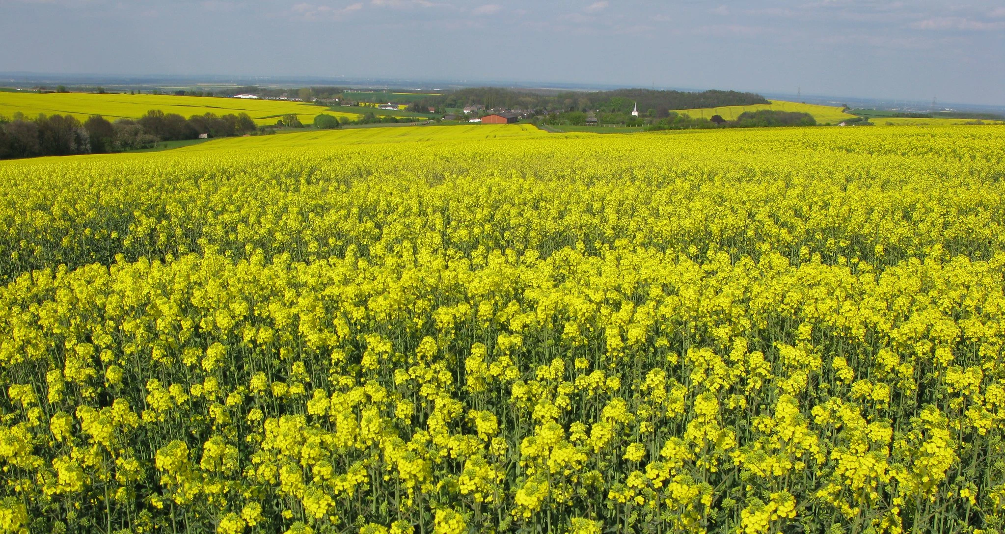 Rapeseed Cover Crop