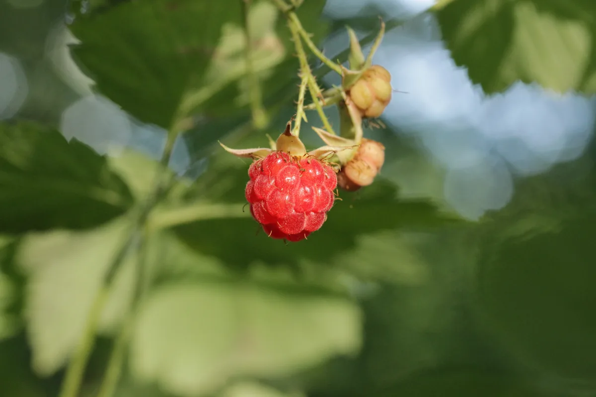 Raspberry Shortcake