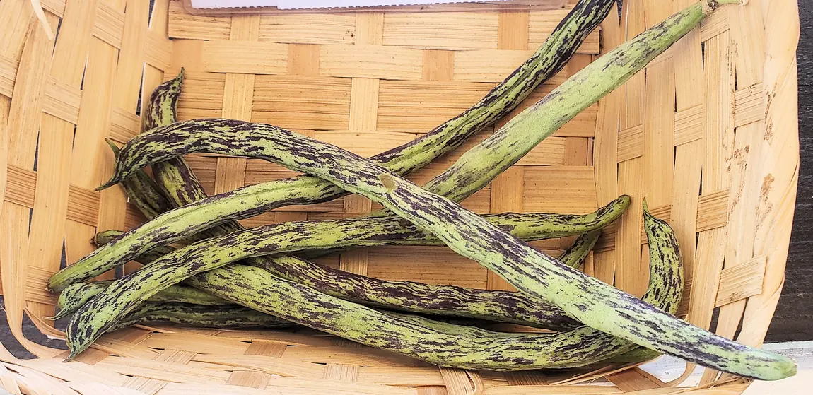 Rattlesnake Pole Bean
