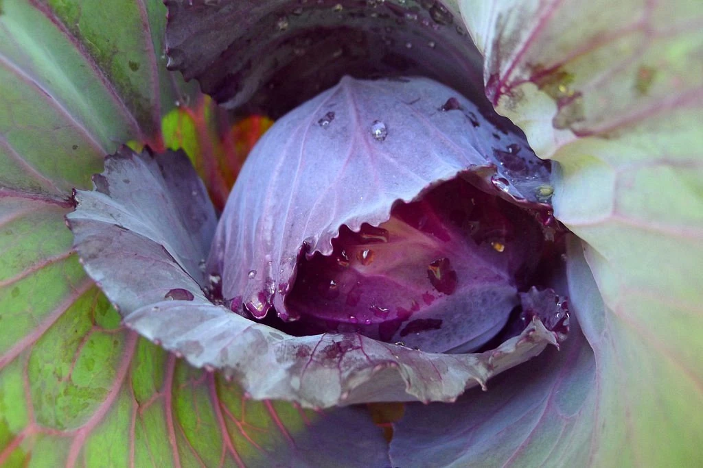 Red Acre Cabbage