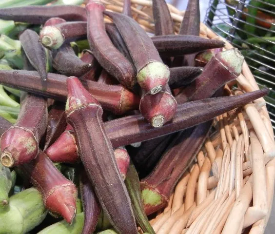 Red Burgundy Okra