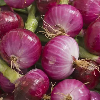 Red Burgundy Onions