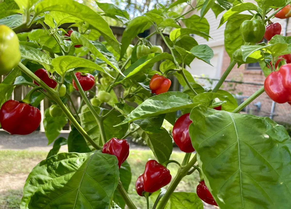 Red Caribbean Habanero Hot Peppers