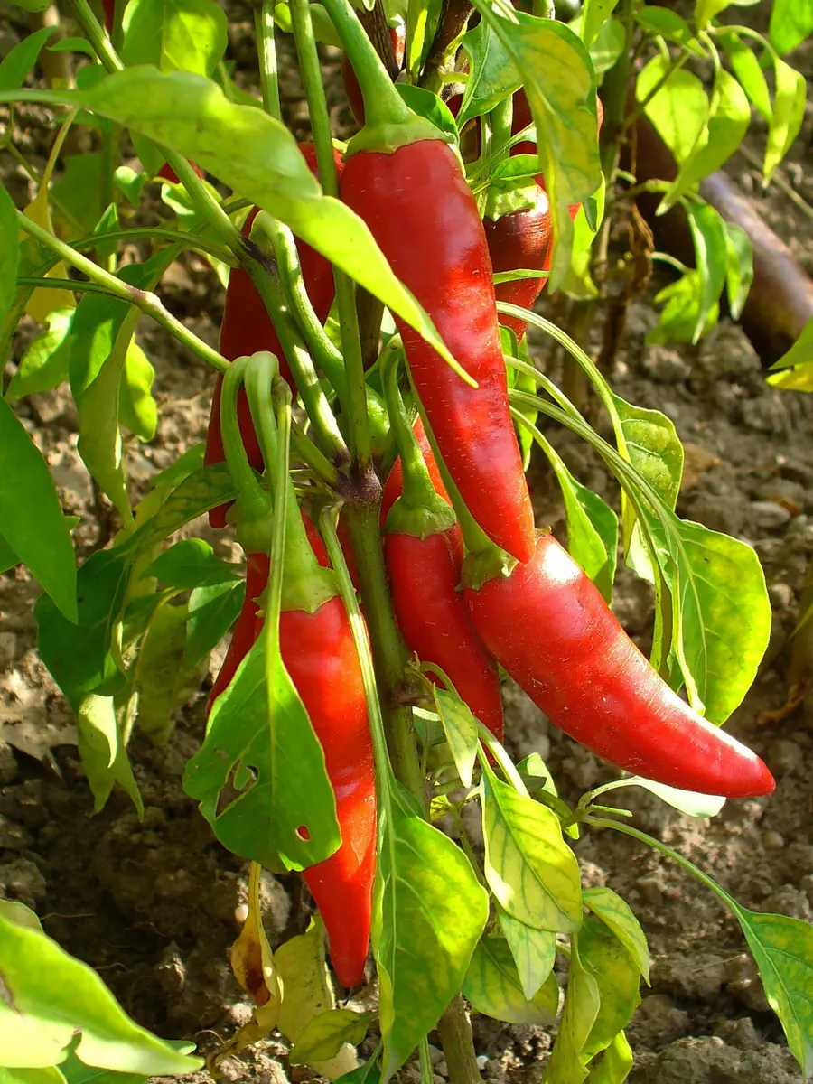 Red Cayenne Hot Peppers