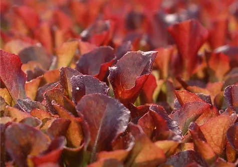 Red Garnet Amaranth