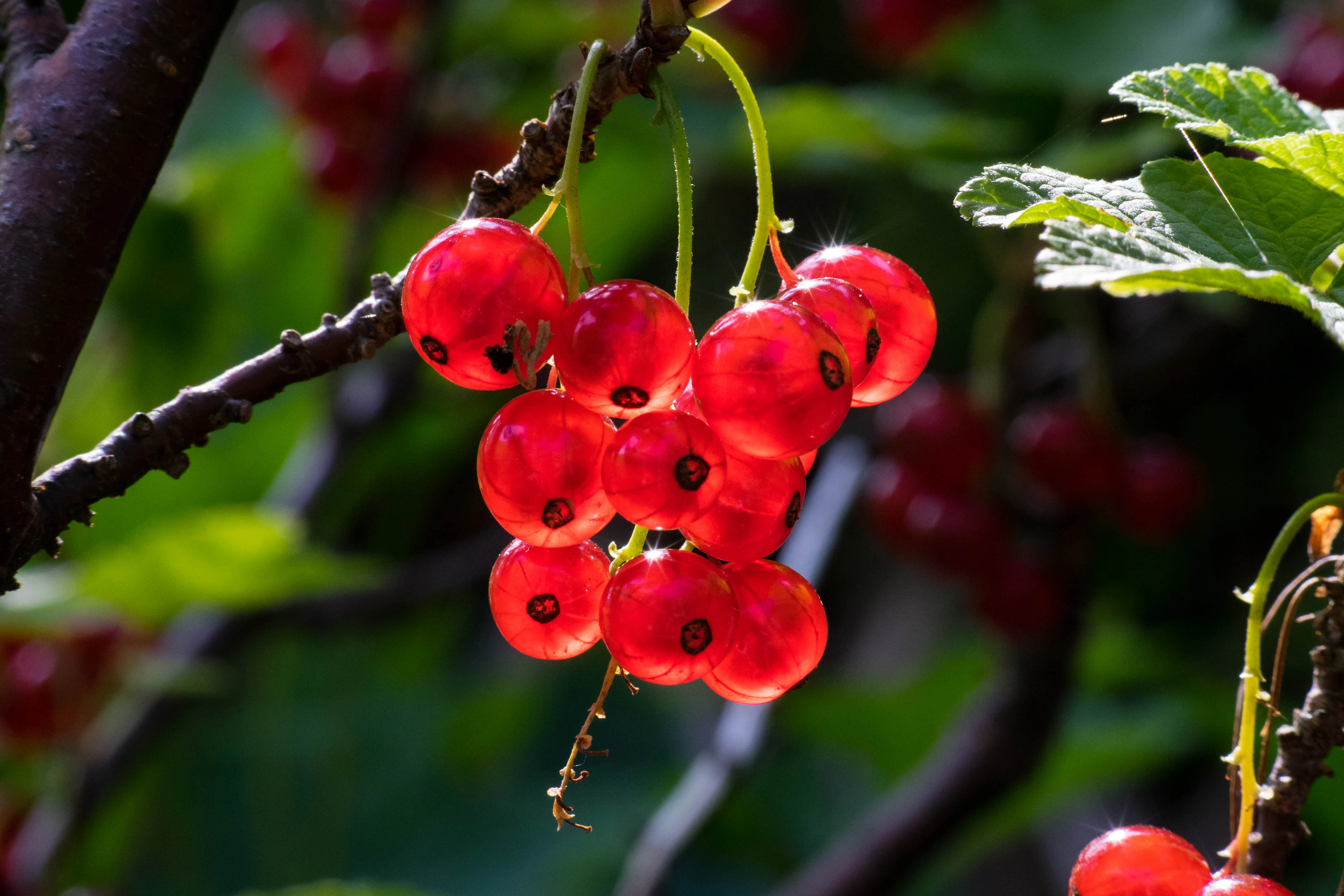 Red Lake currant shrubs