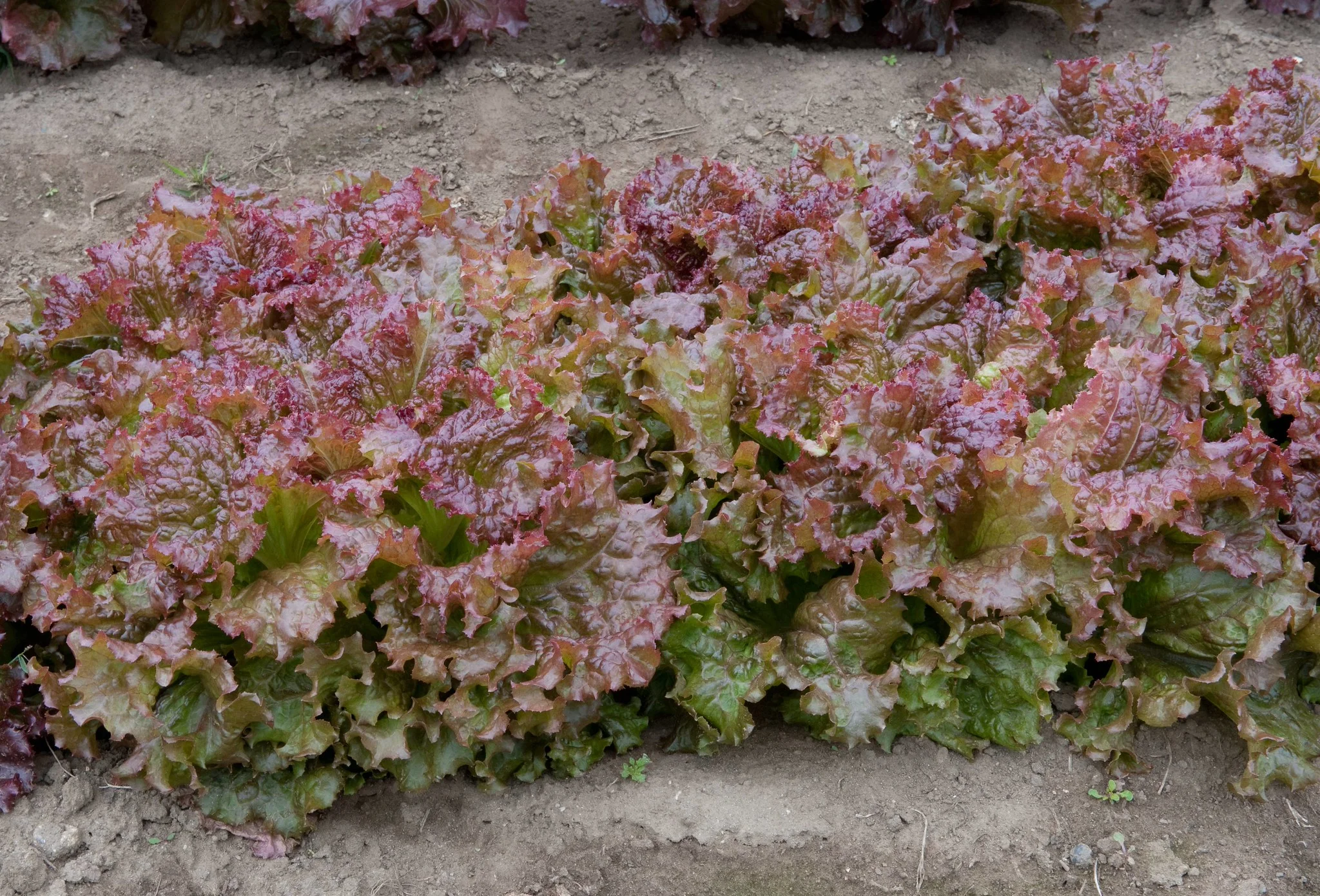 Red Leaf Lettuce