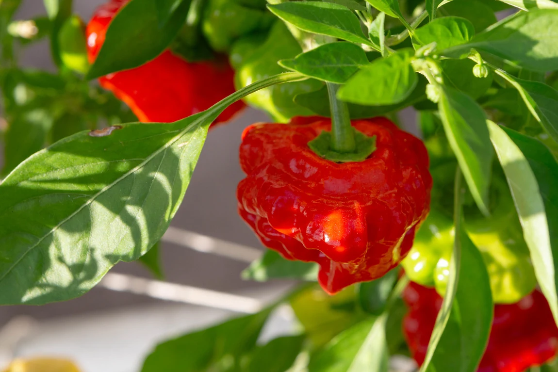 Red Mushroom Hot Peppers