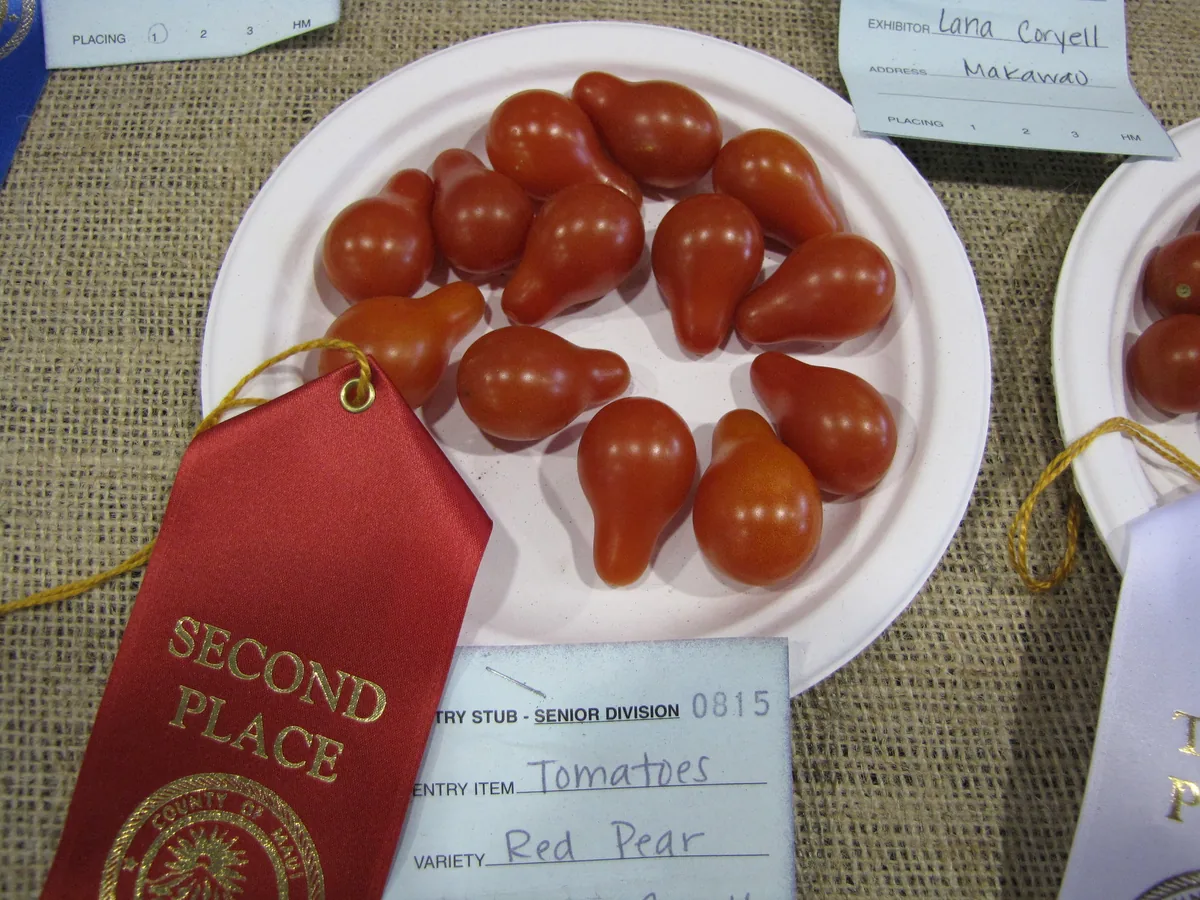 Red Pear Tomatoes