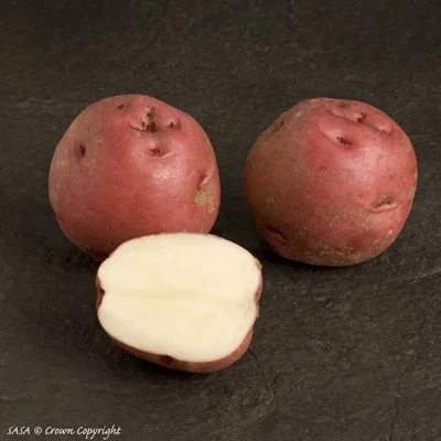 Red Pontiac Potato
