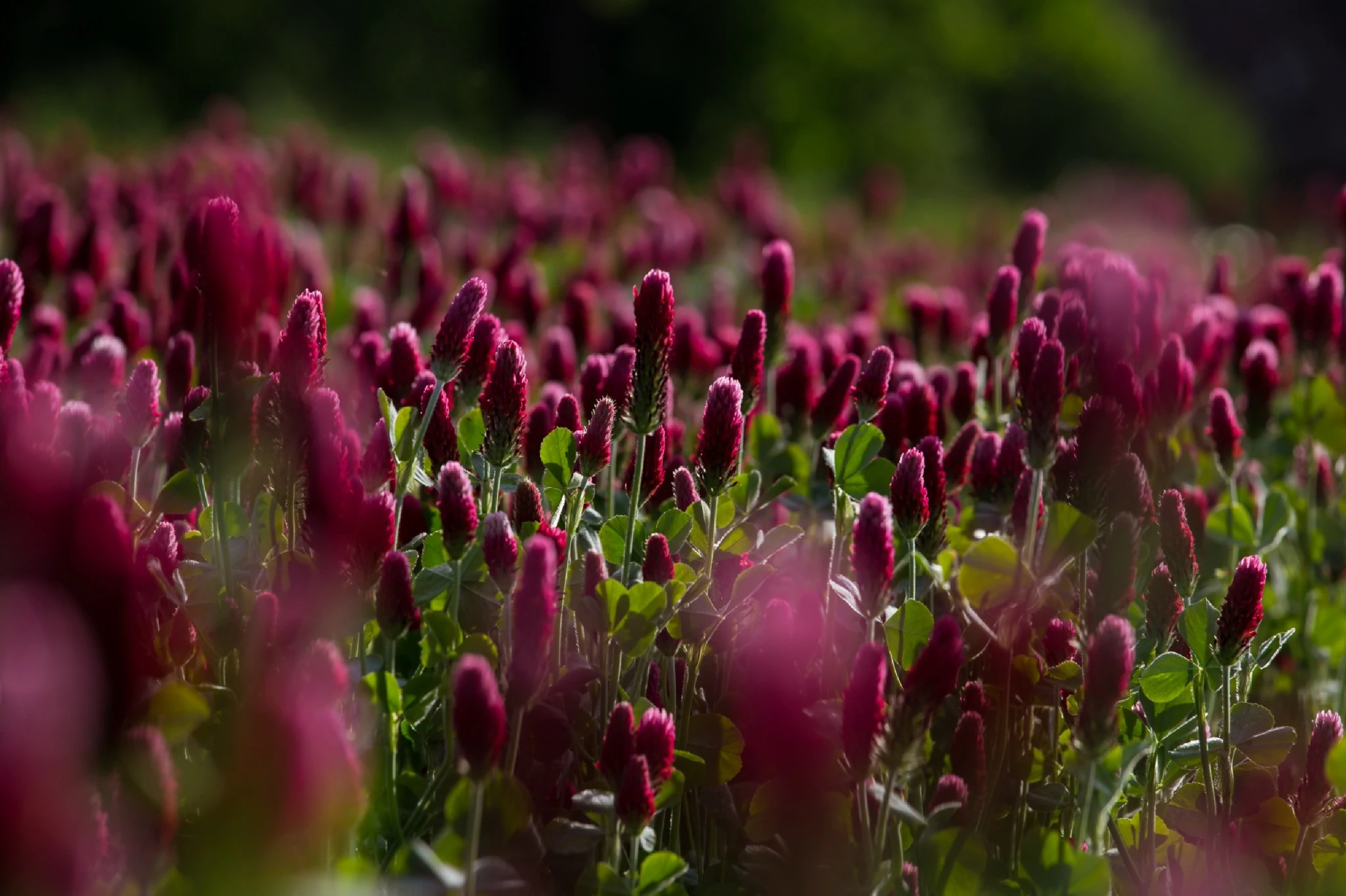 Red Prairie Mexican Hat Flowers