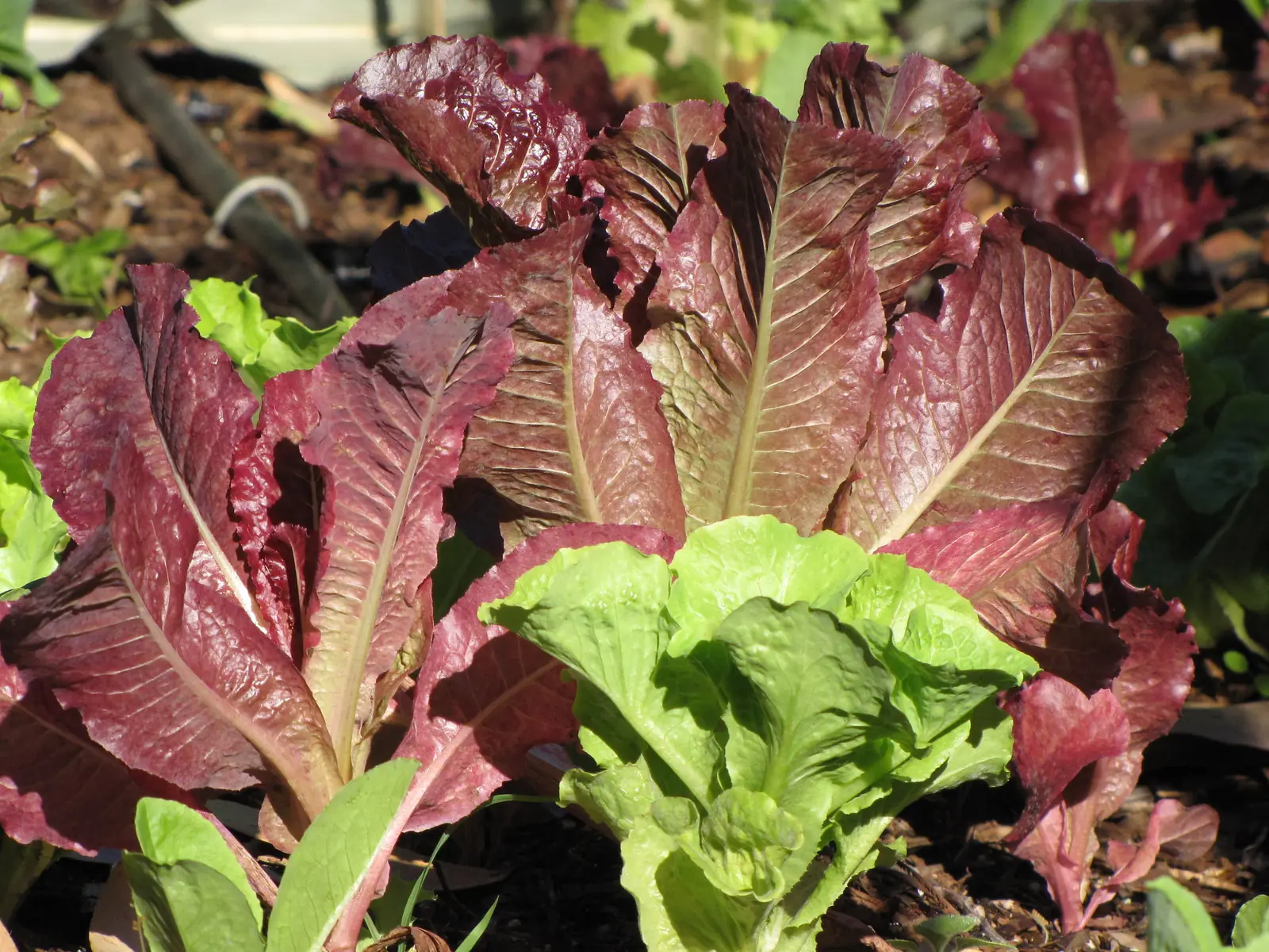 Red Romaine