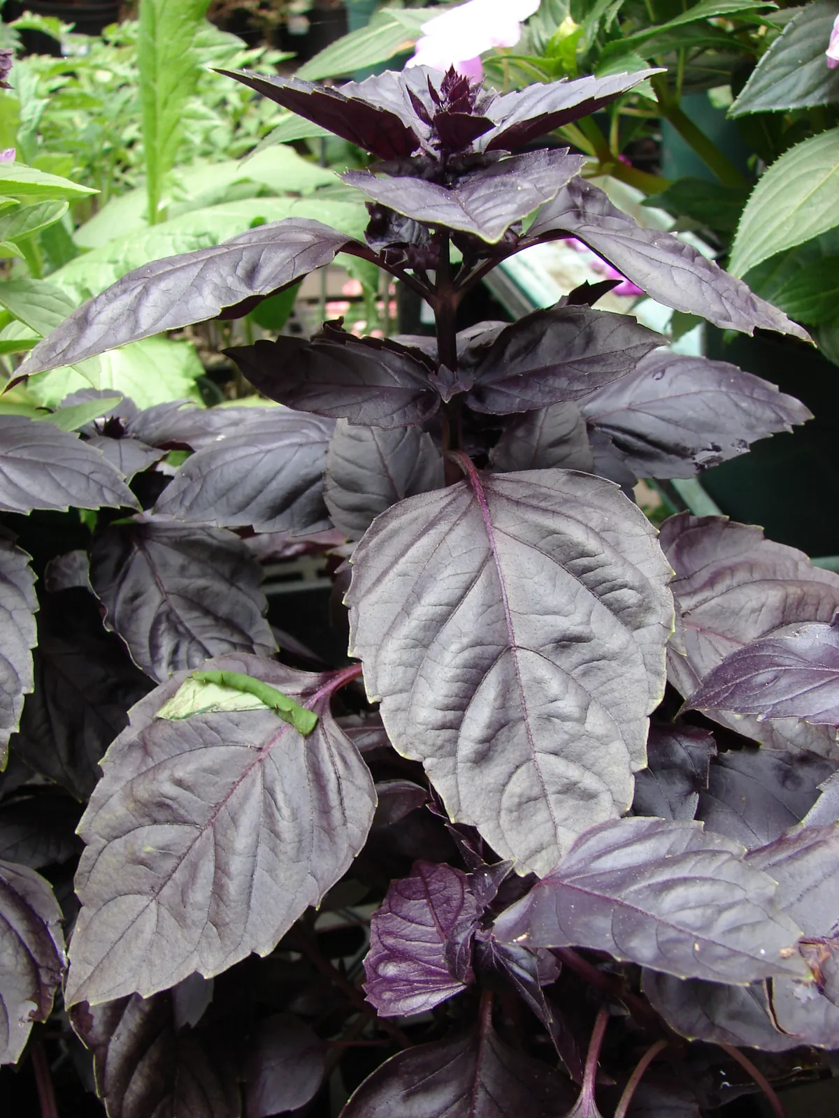 Red Rubin Basil