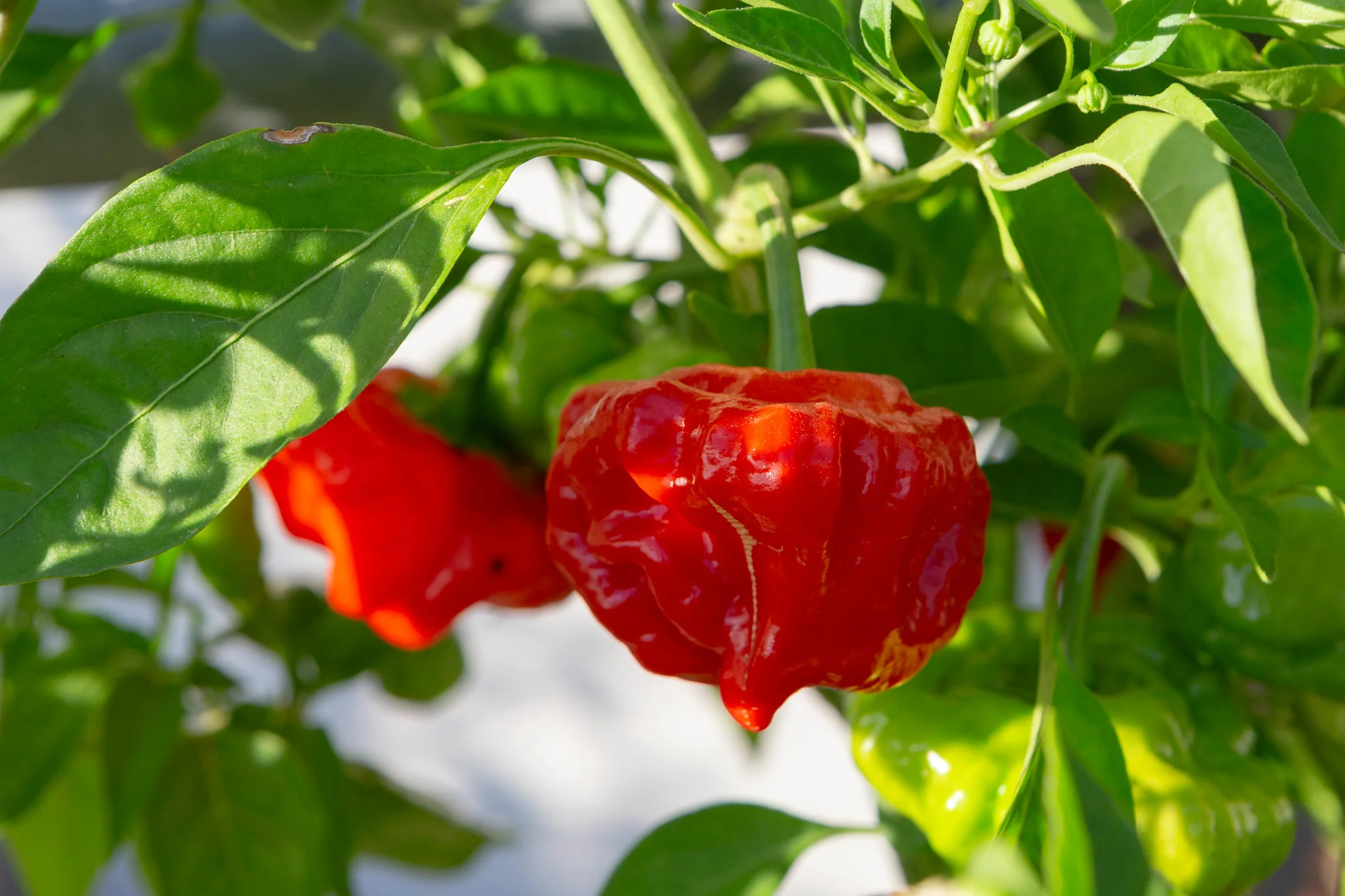 Red Scotch Bonnet Pepper