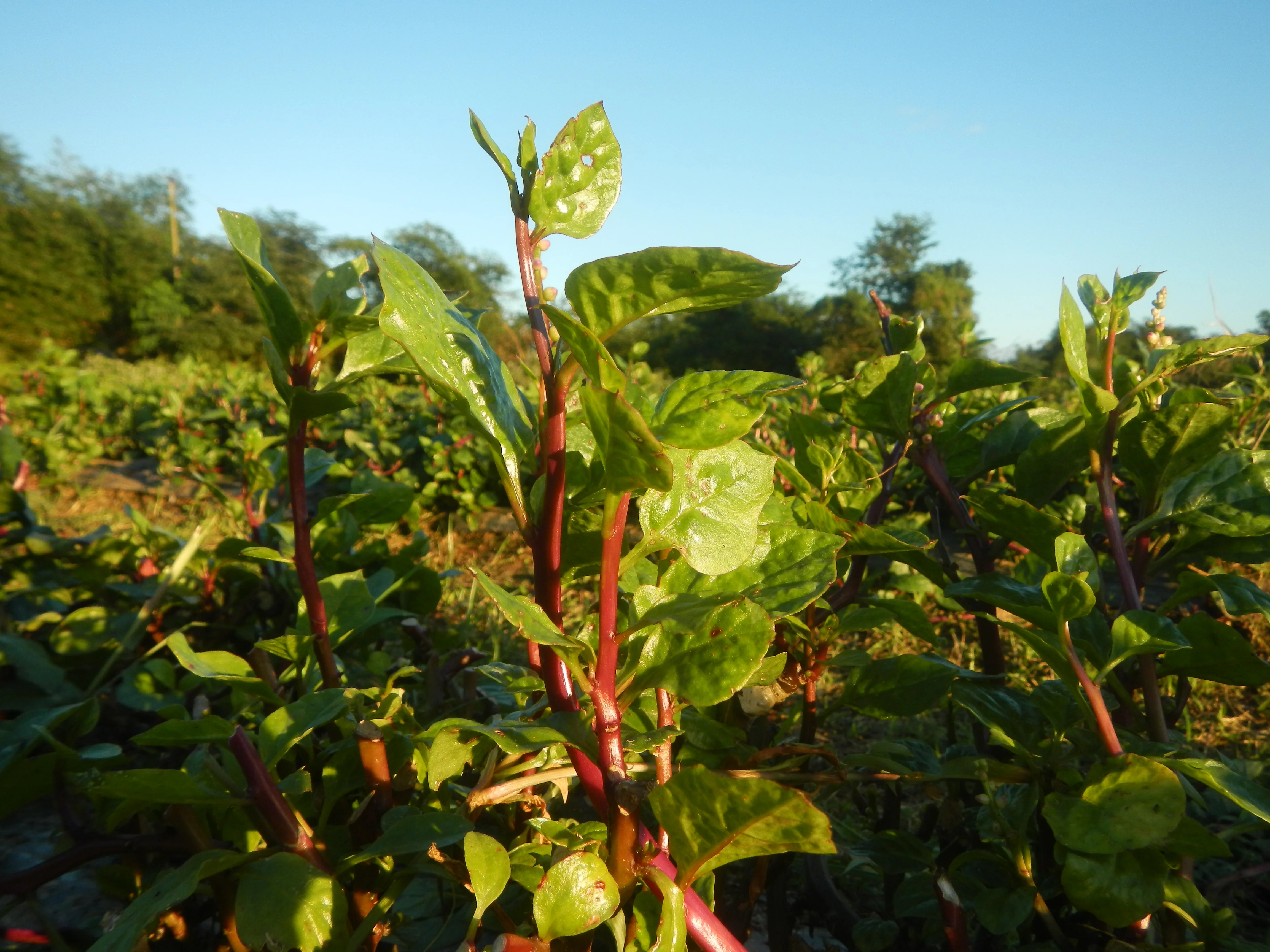 Red-Stem Malabar Spinach