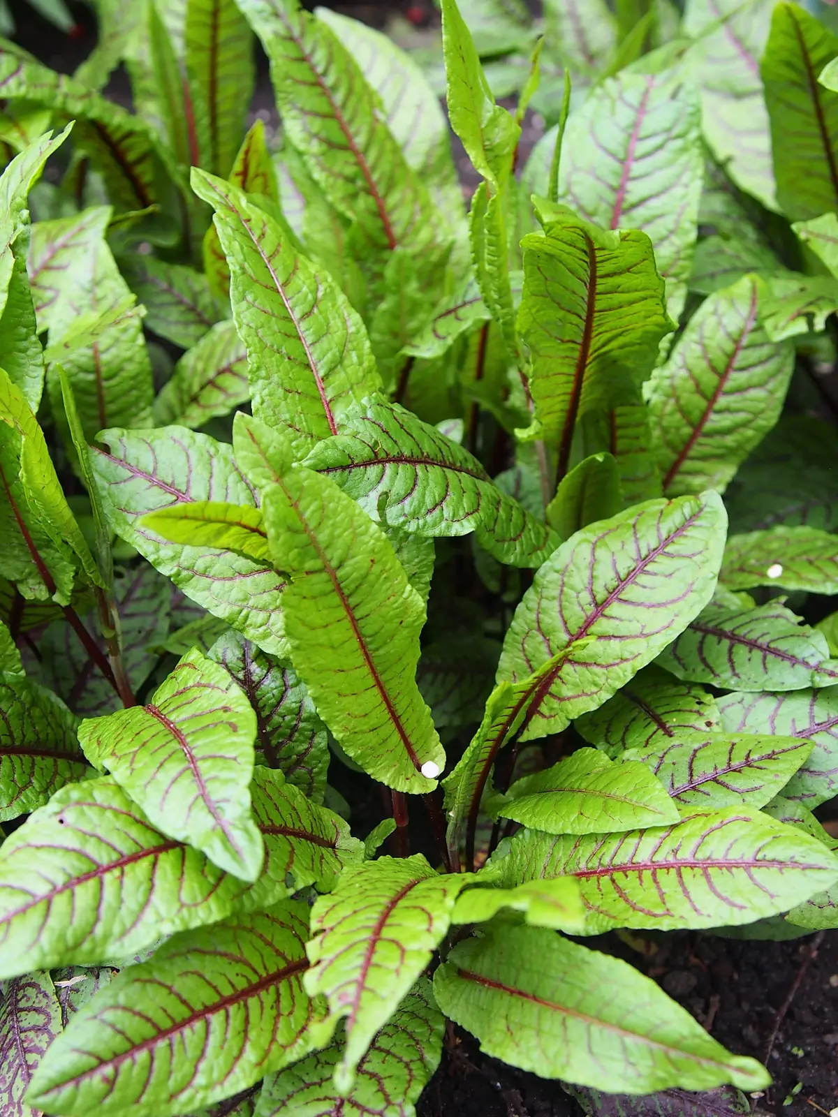 Red Vein Sorrel