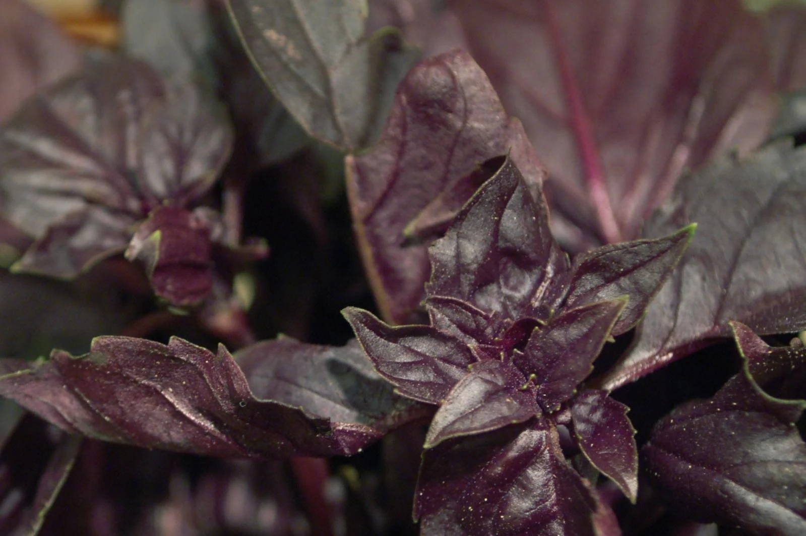 Red Velvet Leaf Basil