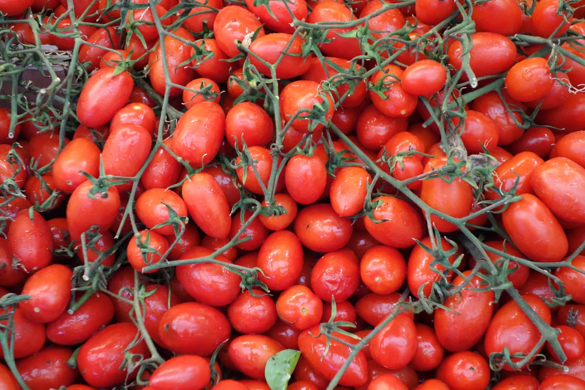 Rio Grande Tomatoes