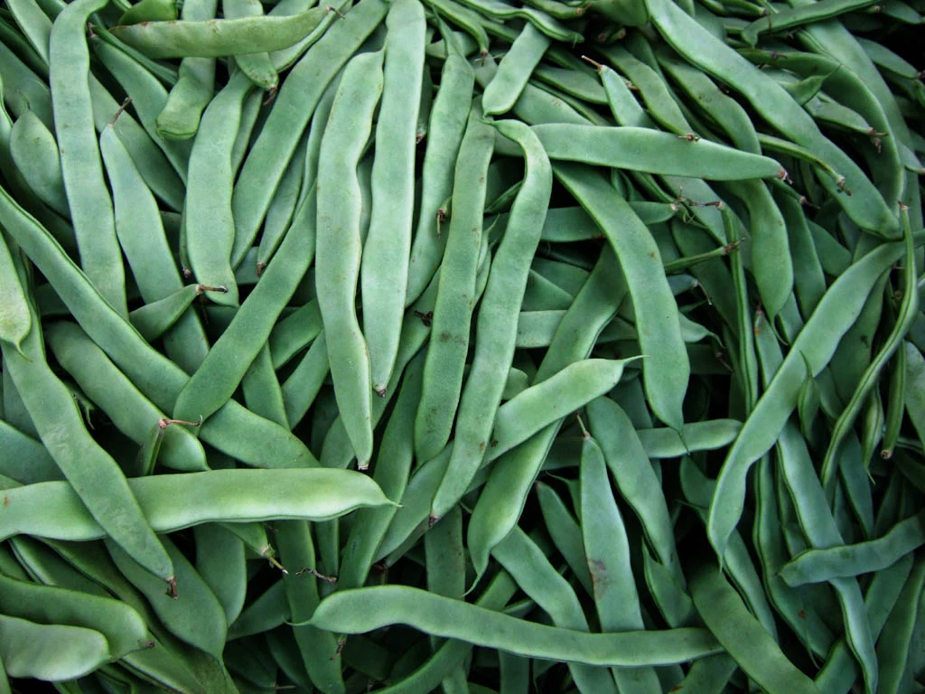 Roma II Bush Bean