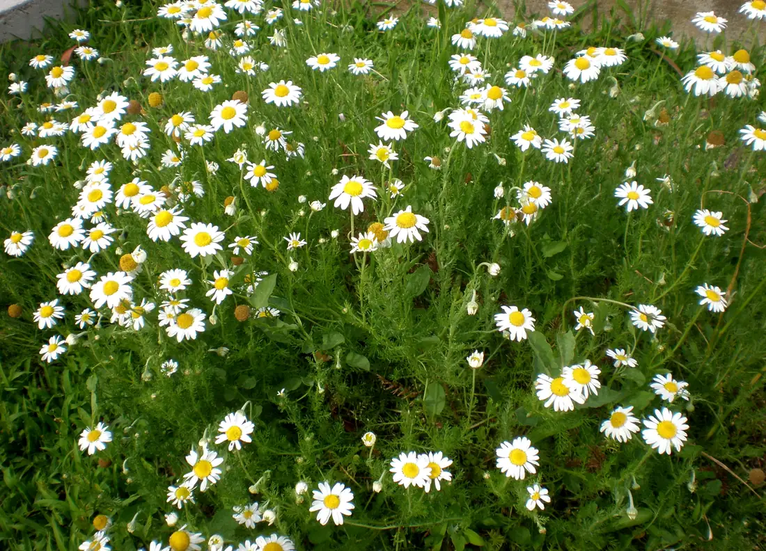 Roman Chamomile