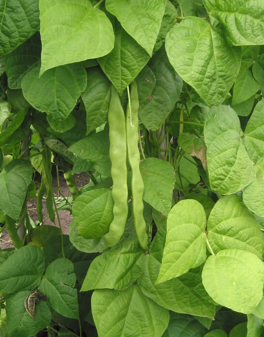 Romano Pole Bean