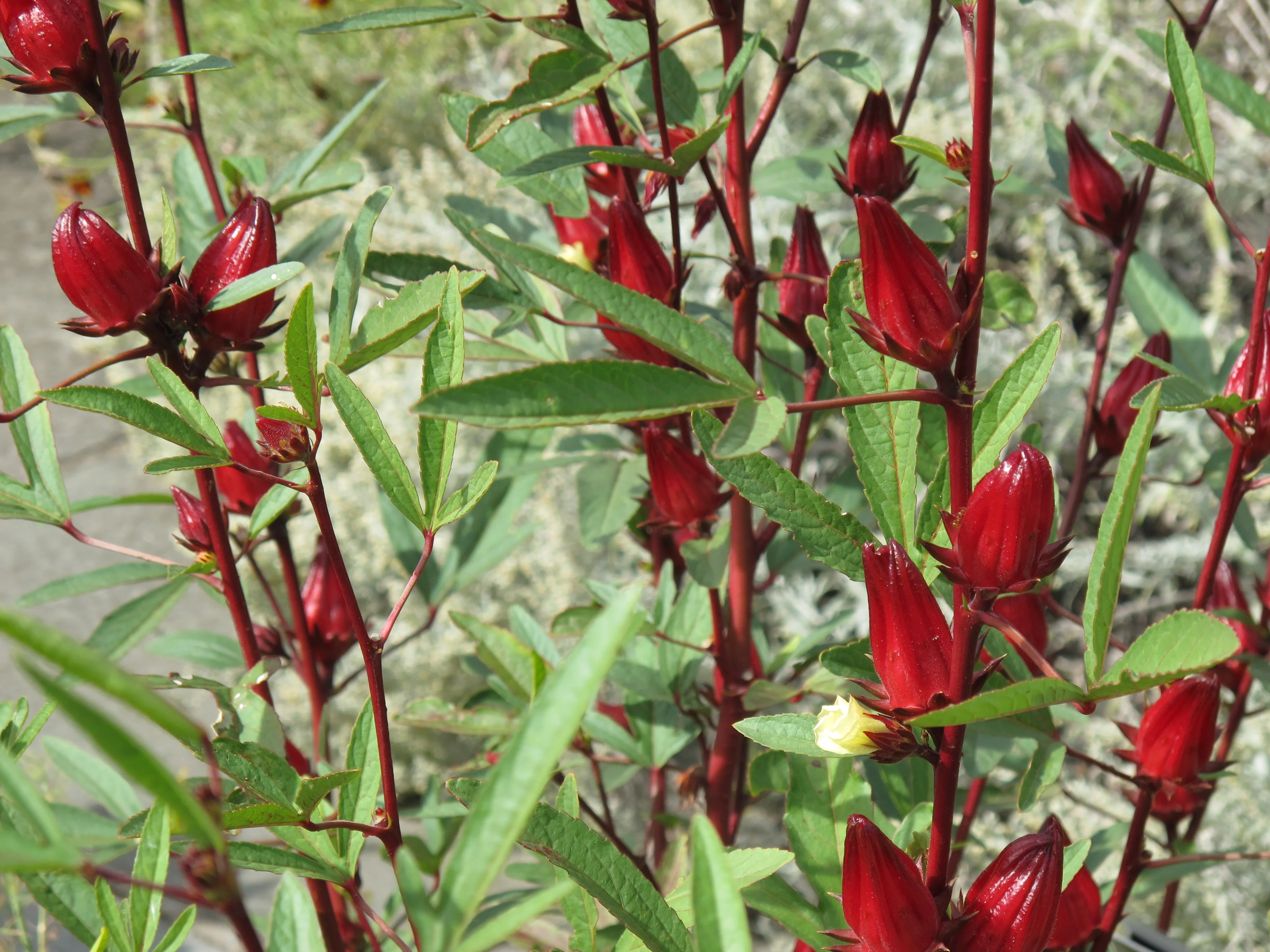 Roselle calyces and leaves