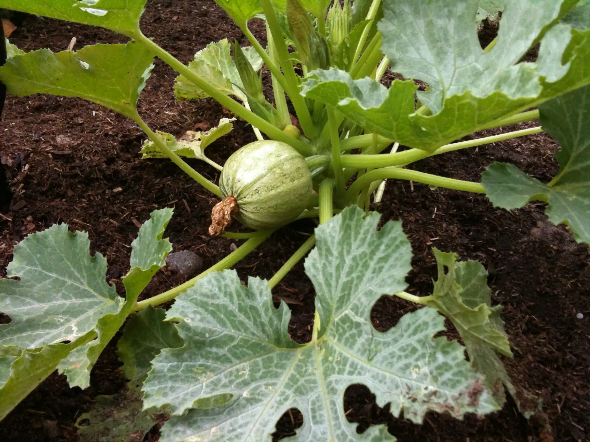 Round de Nice Zucchini Summer Squash