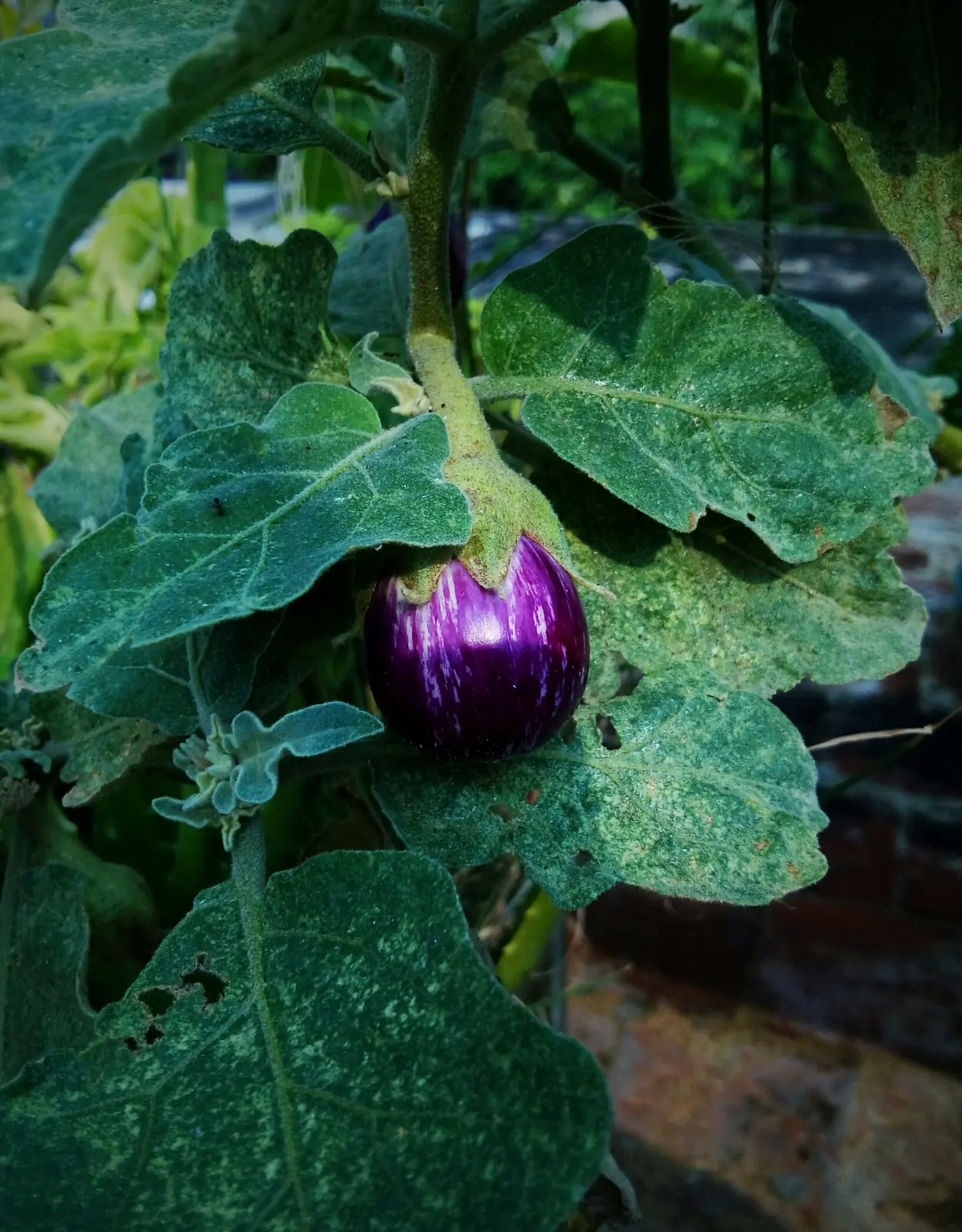 Round Mauve Eggplant
