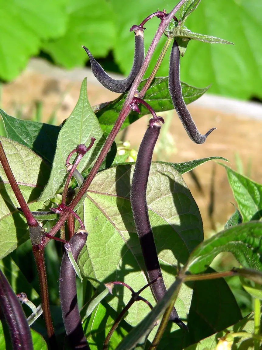 Royal Burgundy Bush Bean