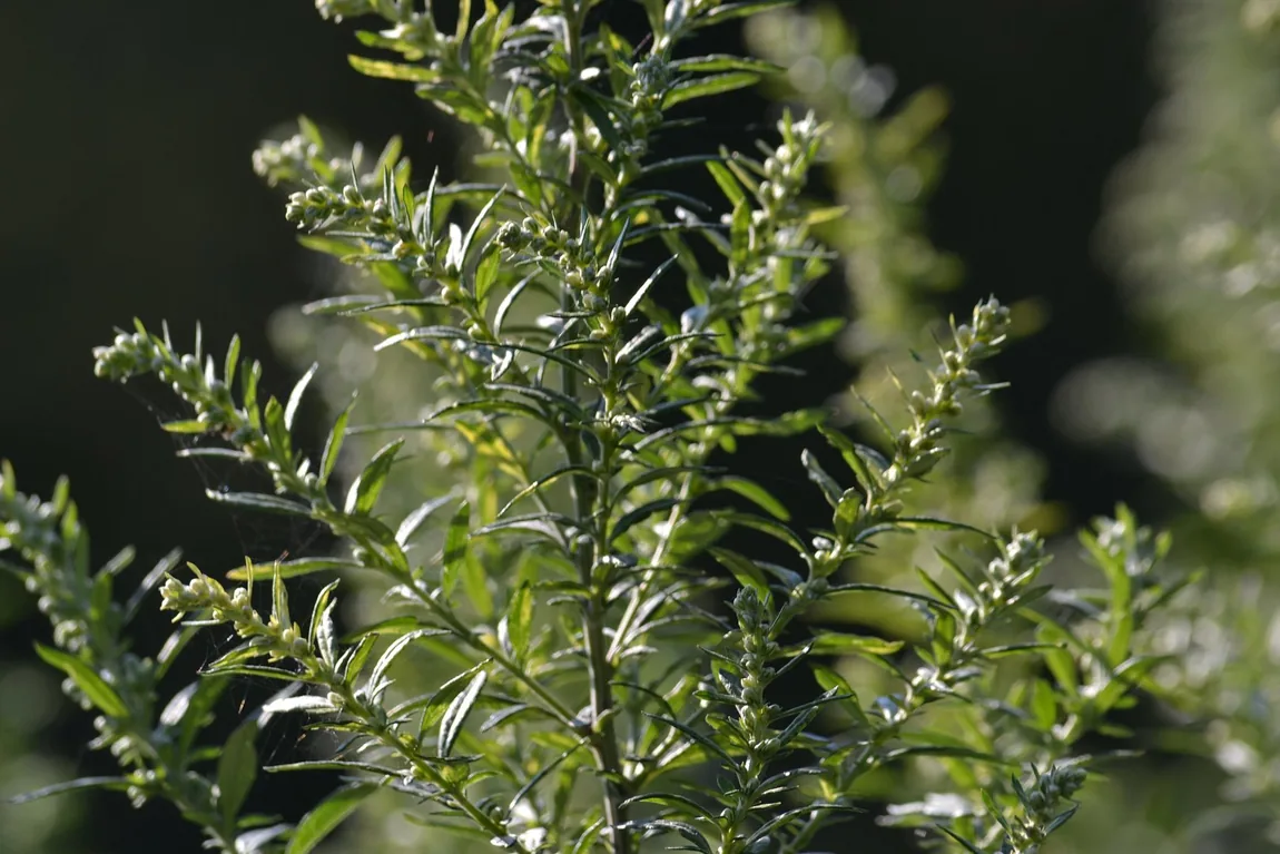 Russian Tarragon