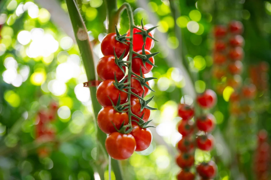 Sakura Tomatoes