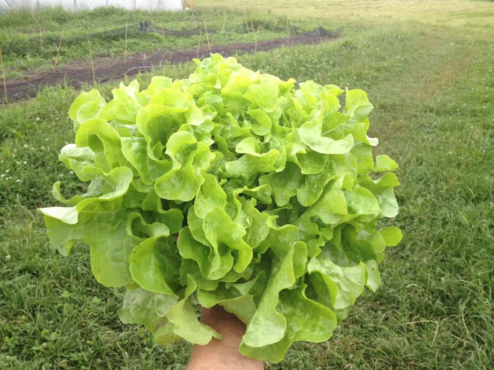Salad Bowl Green