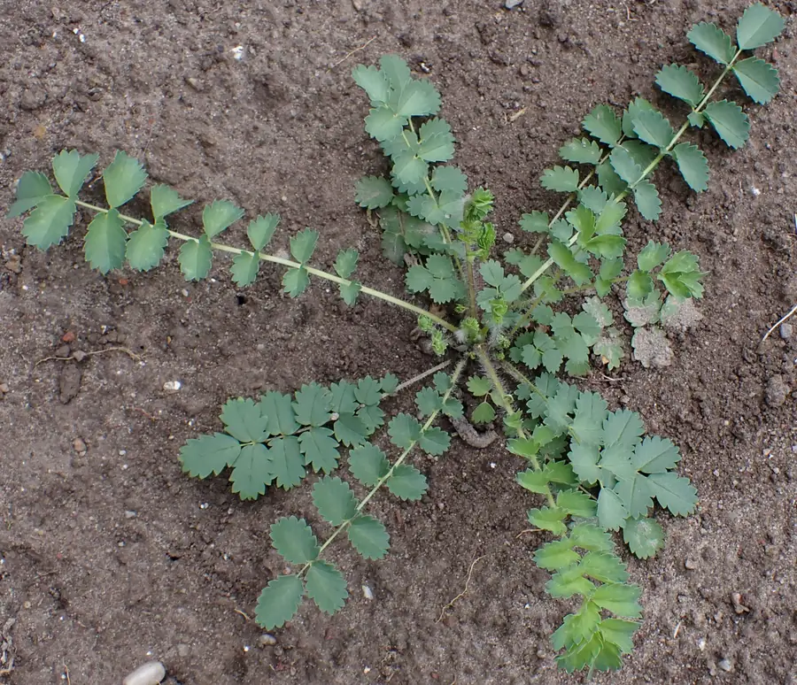 Salad Burnet