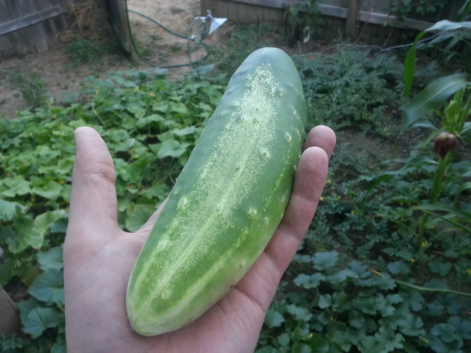 Salad Bush Cucumbers