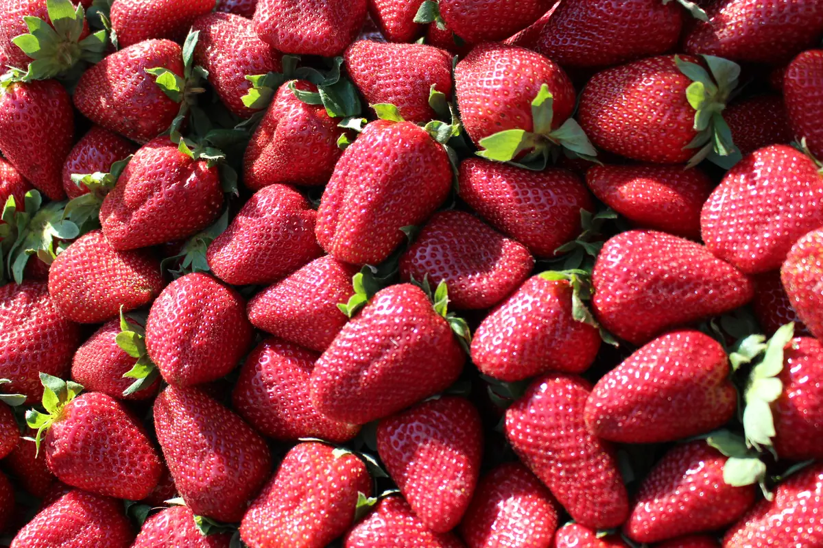 San Andreas Strawberries