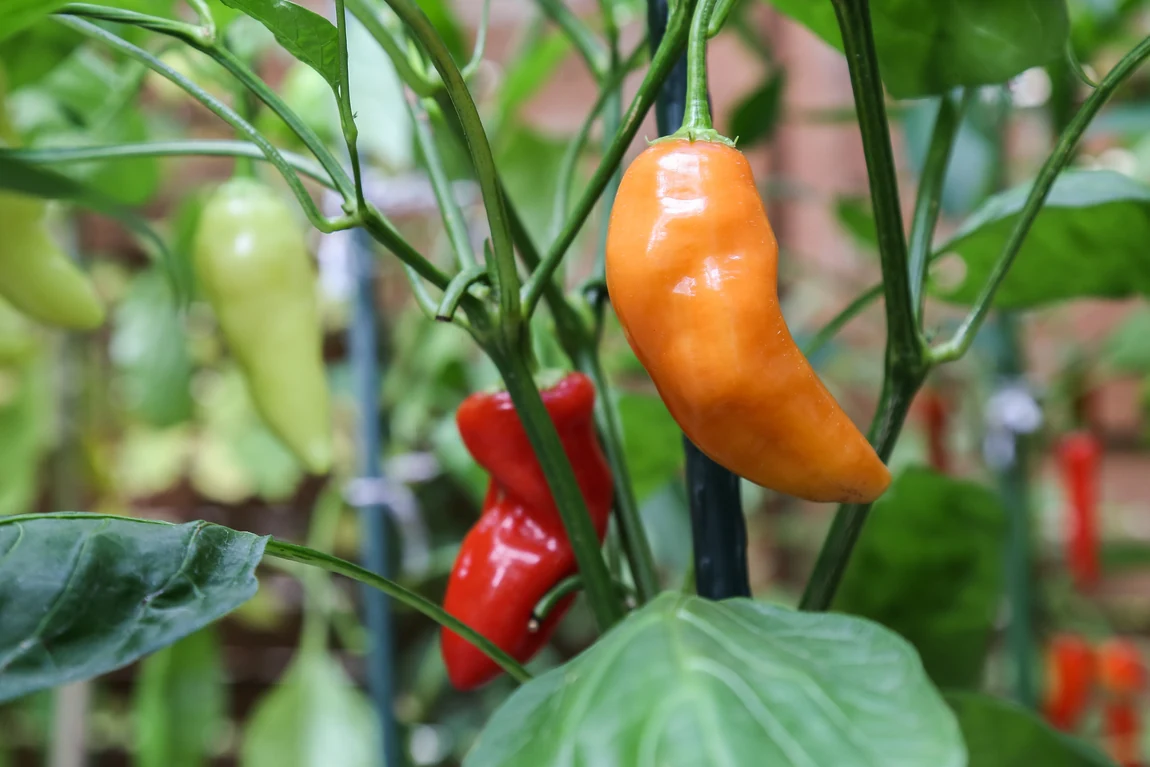 Santa Fe Grande Hot Peppers