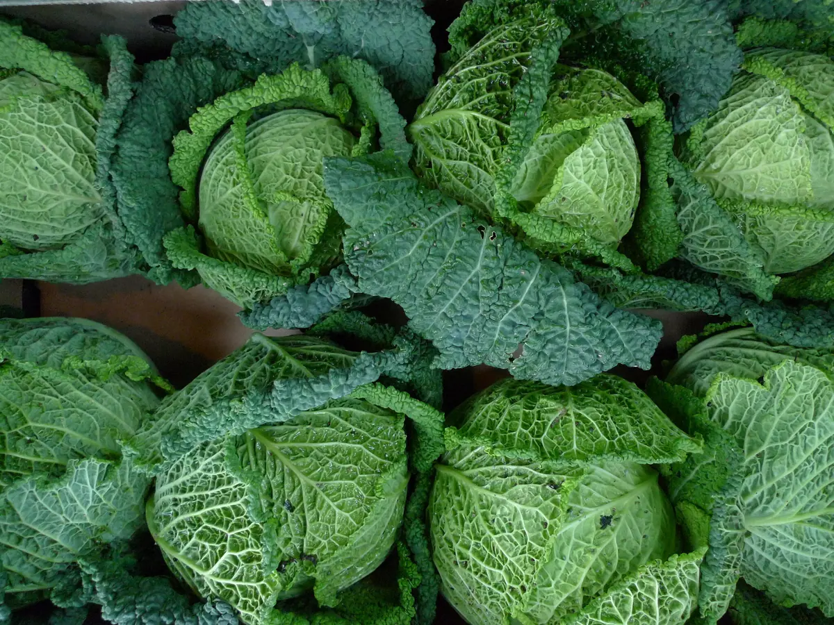 Savoy Perfection Cabbage
