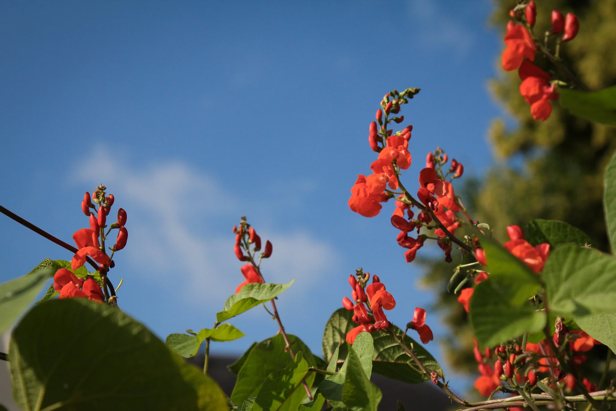Scarlet Runner Bean