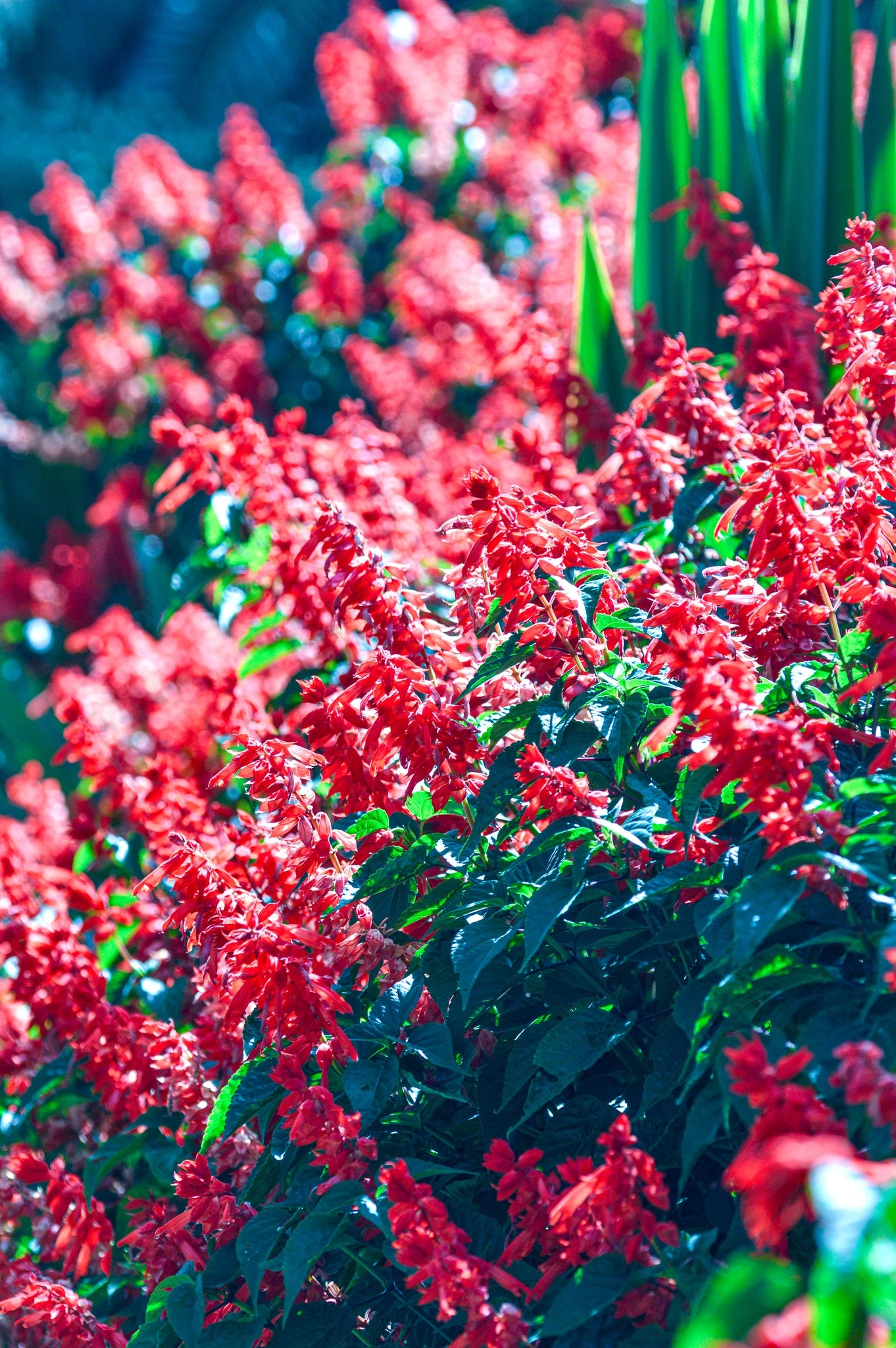 Scarlet Sage Flowers