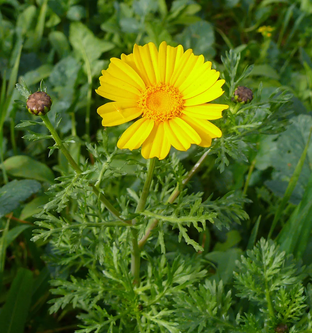 Shungiku (Edible Chrysanthemum)