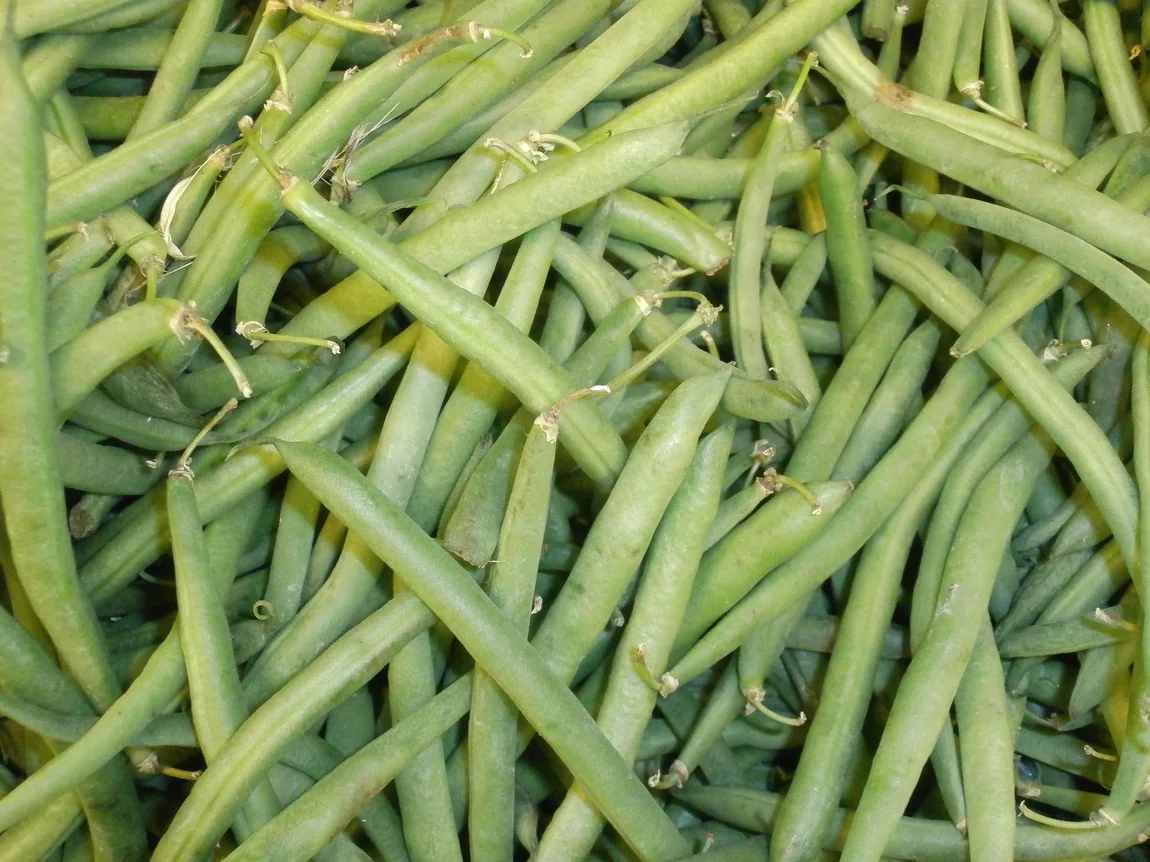 Slenderette Bush Bean