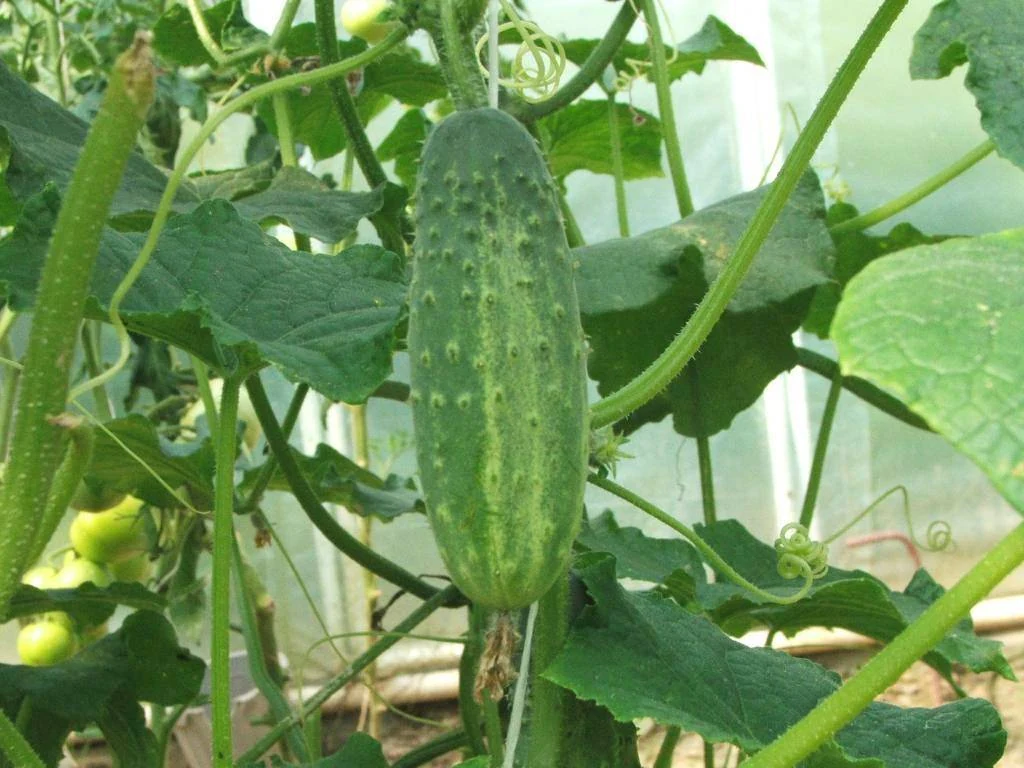 Wisconsin SMR 58 Cucumbers