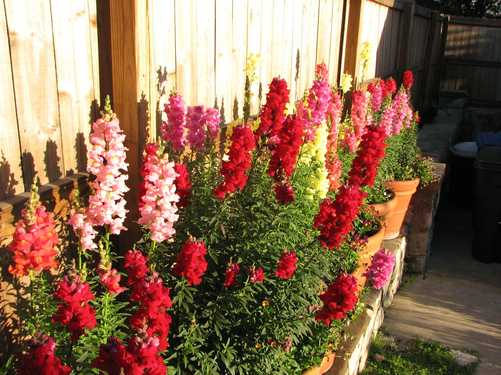Giant Maximum Mix Snapdragon Flowers