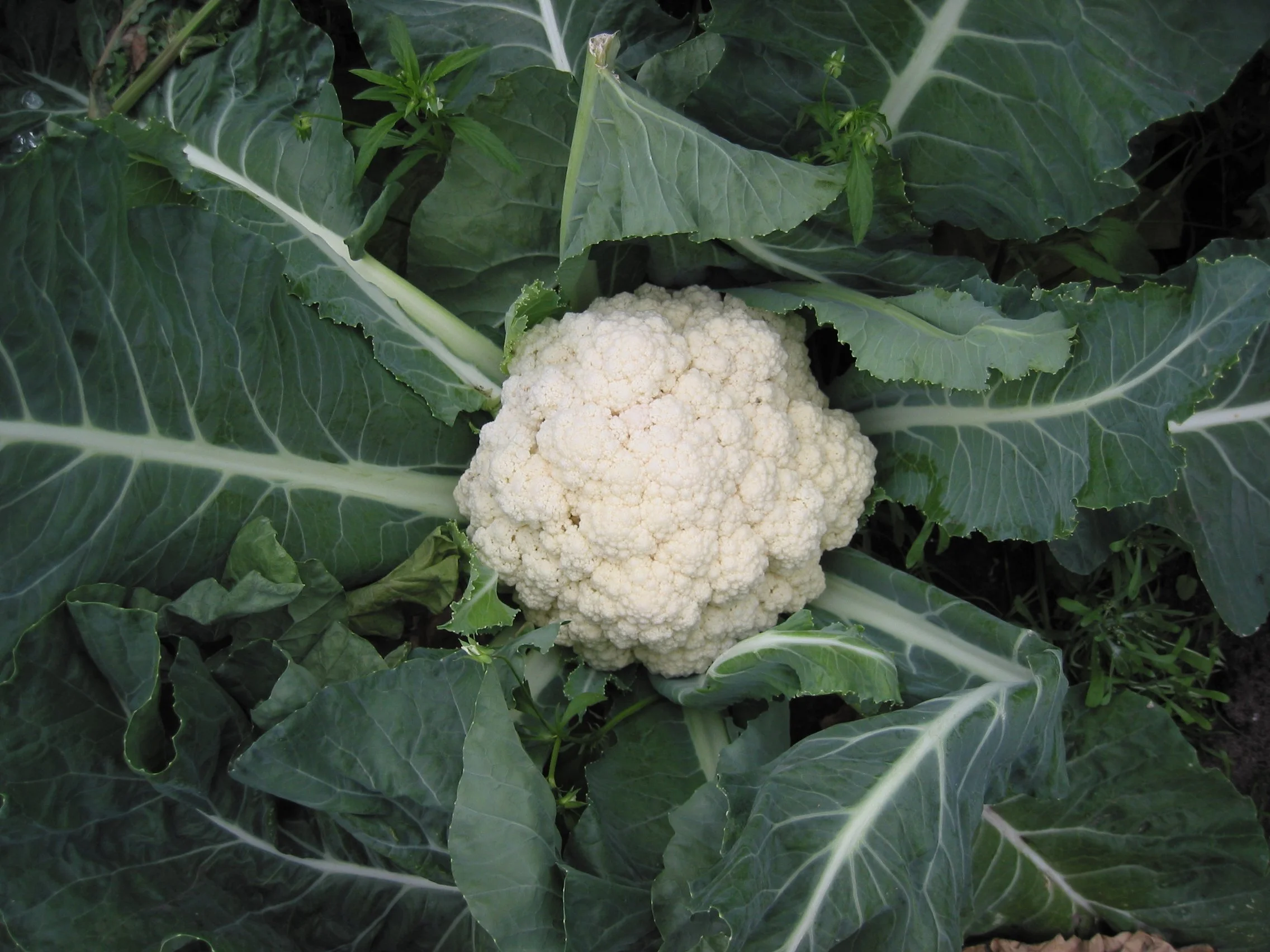 Snow Crown Cauliflower