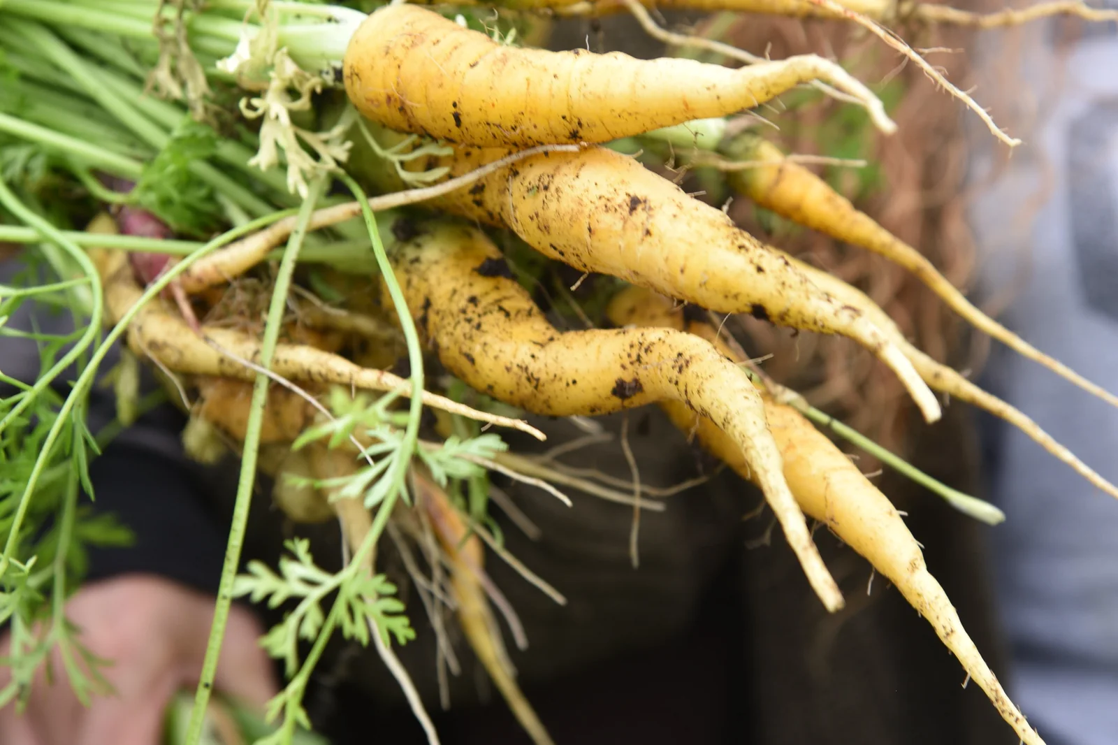 Solar Yellow Carrots