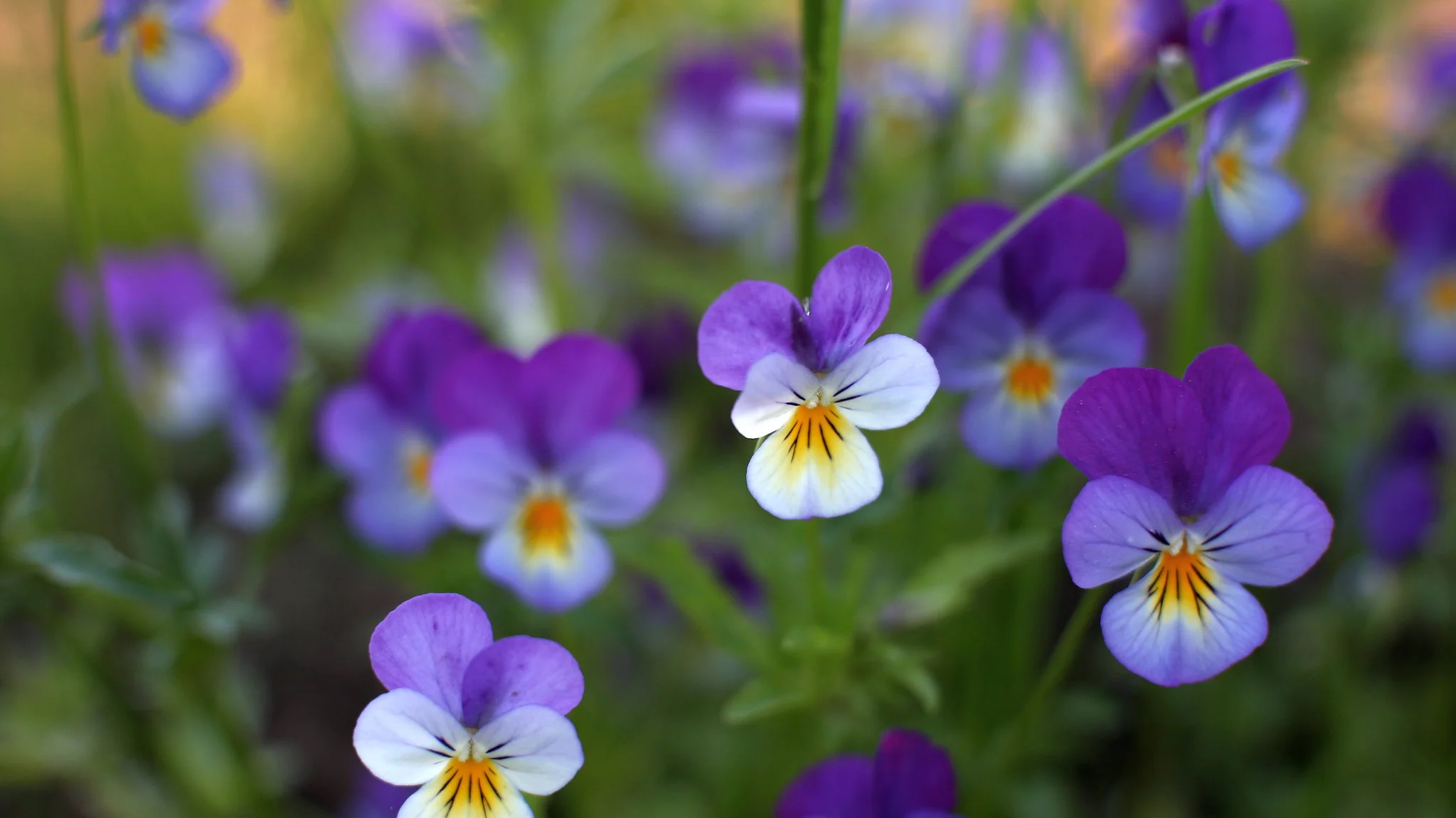 Viola and pansy edible flowers